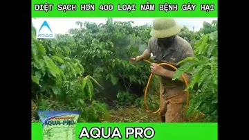 TIÊU - SẦU RIÊNG - CÀ PHÊ bị Nấm Bệnh - Rửa Vườn Thì Không Thể bỏ qua sản phẩm AQUA PRO CHÍNH HÃNG