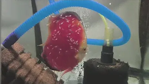 Быстрый обзор разводни